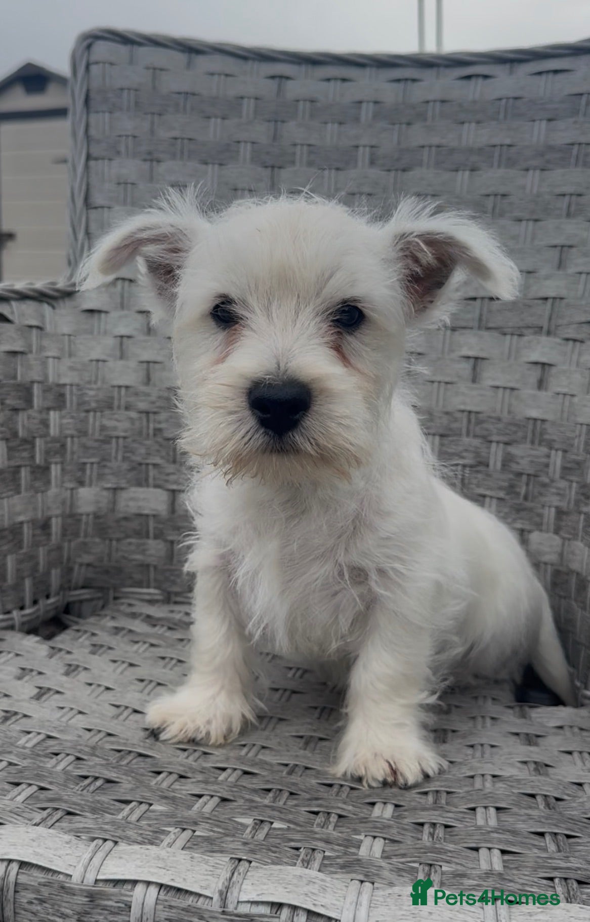 West Highland Terrier dogs West Highland Terrier Pups ready for new home Now - Advert 14