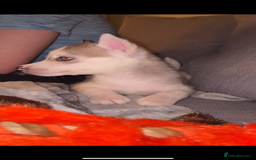 Siberian Husky dogs for sale: Husky puppies - Image 5