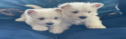 West Highland Terrier dogs for sale: Royal kennel club registered west highland white  - Advert 18