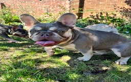 French Bulldog dogs for sale: Rehoming of 2 adult females - Image 3
