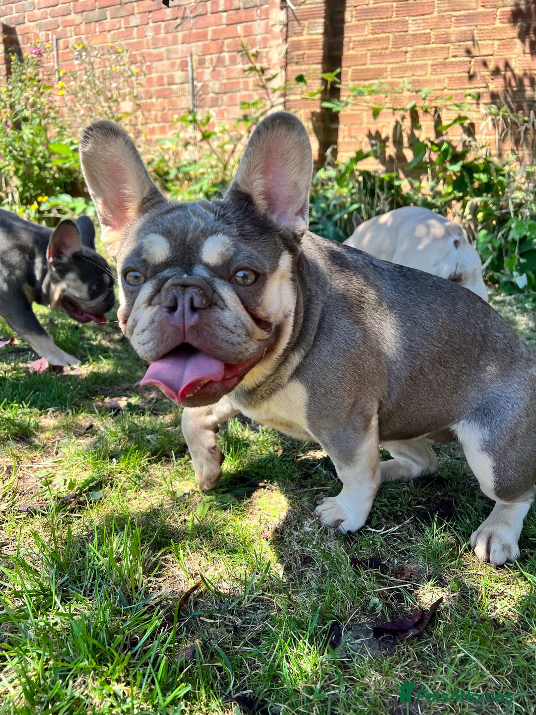 French Bulldog dogs for sale: Rehoming of 2 adult females - Image 3