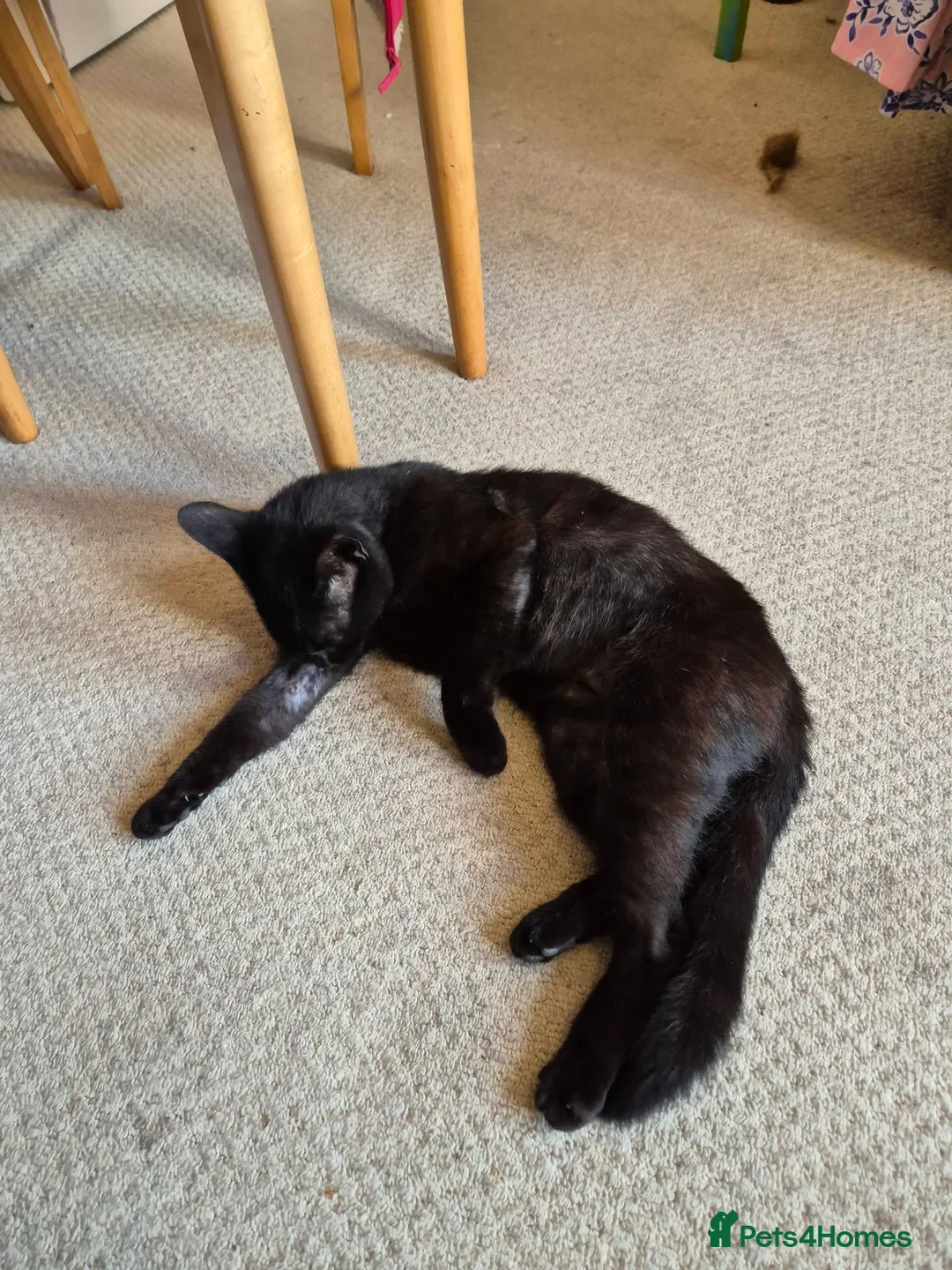 Mixed Breed cats for sale: Cat for rehoming due to owner's ill health - Advert 2