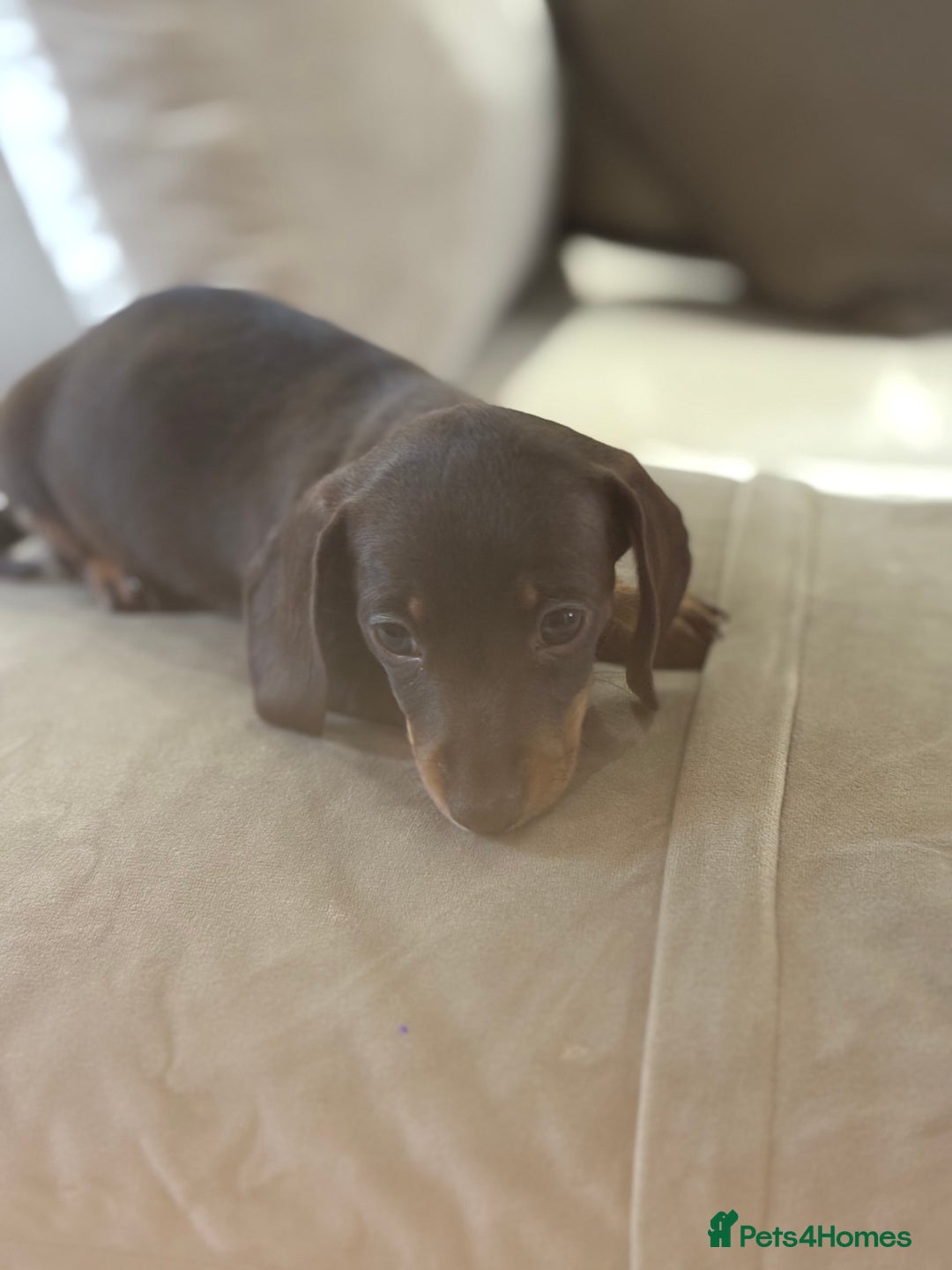 Dachshund dogs for sale: Mini daushands  - Image 4