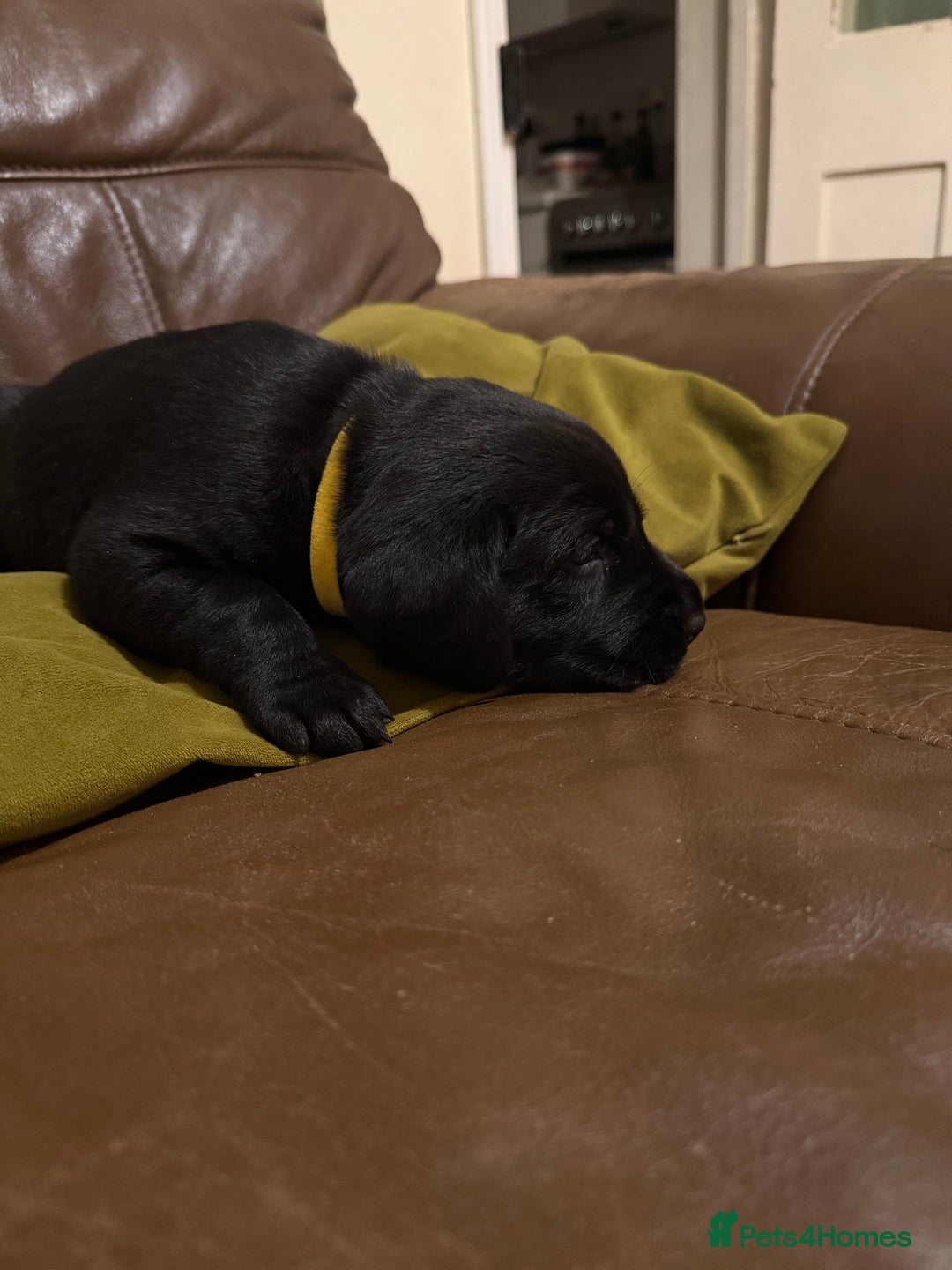 Labrador Retriever dogs for sale: Labrador puppies - Advert 13