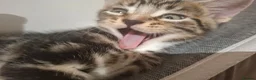Mixed Breed cats for sale: 2 beautiful kittens left - Advert 9