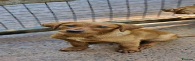 Labrador Retriever Puppy 5