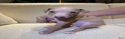 Italian Greyhound dogs for sale: Italian Greyhound puppies  in London - Advert 5