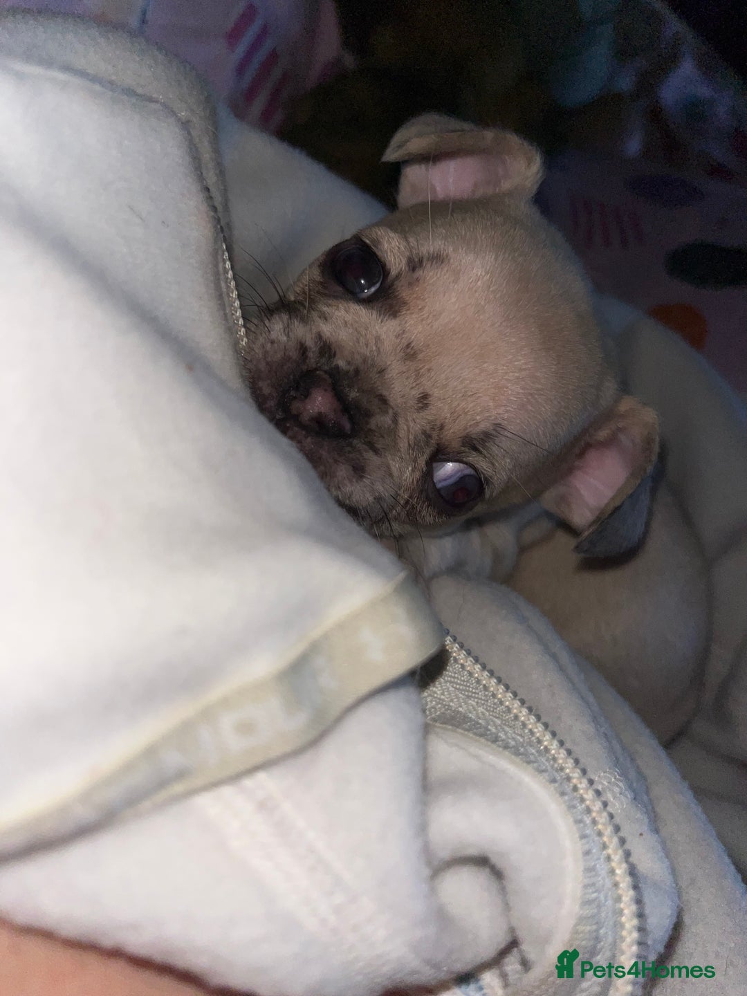 Mixed Breed dogs for sale: BLUE EYE FRUG/ JUG PUPPIES  - Image 3
