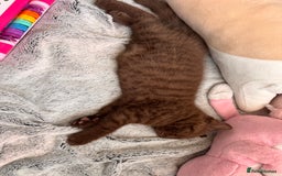 British Shorthair cats for sale: British Shorthair kittens  - Image 2