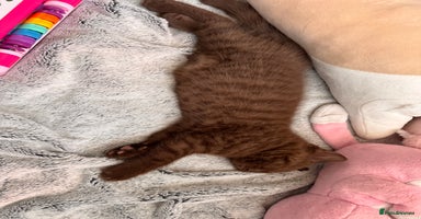 British Shorthair cats - Advert 5