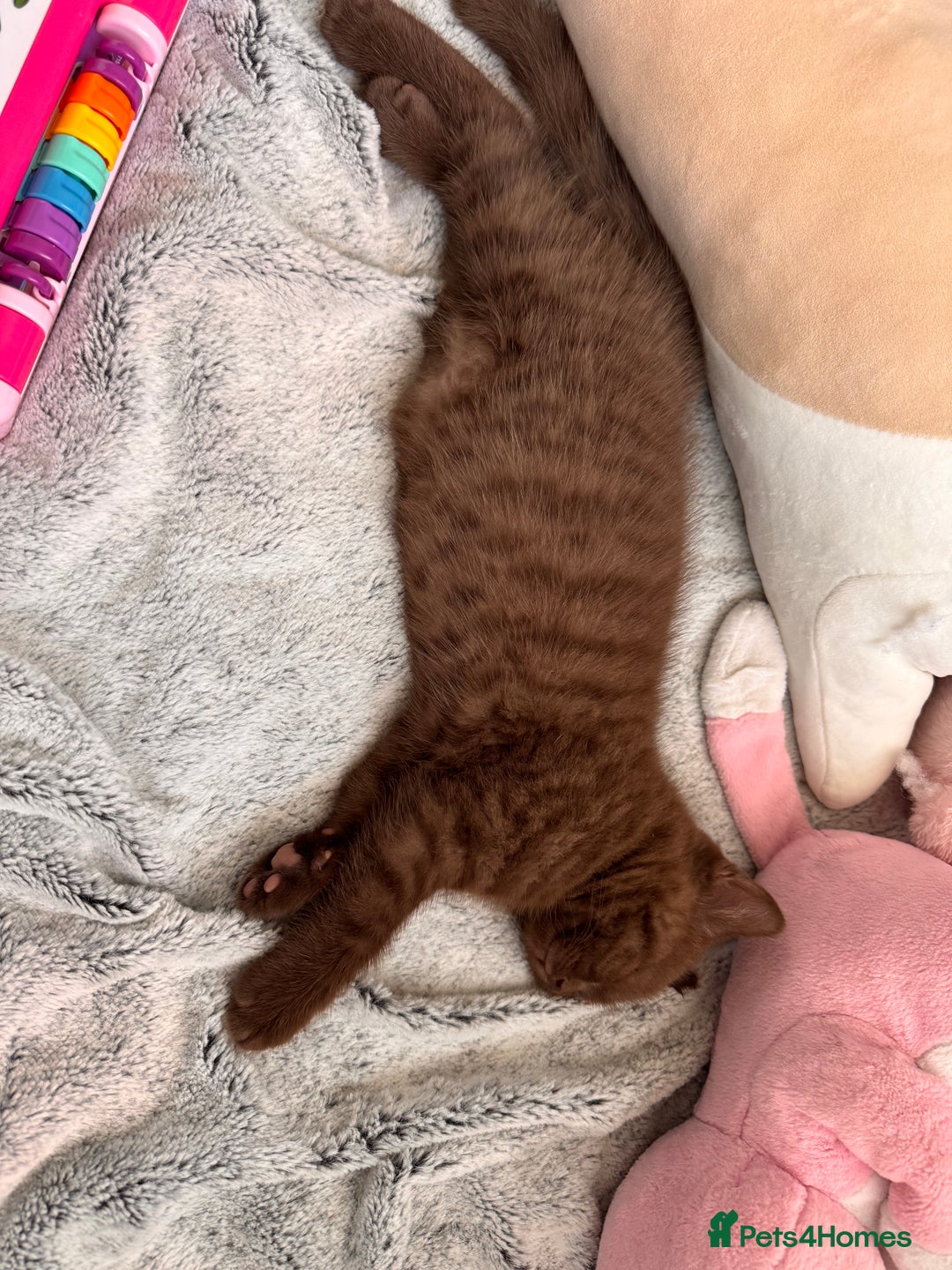 British Shorthair cats for sale: British Shorthair kittens  - Image 2