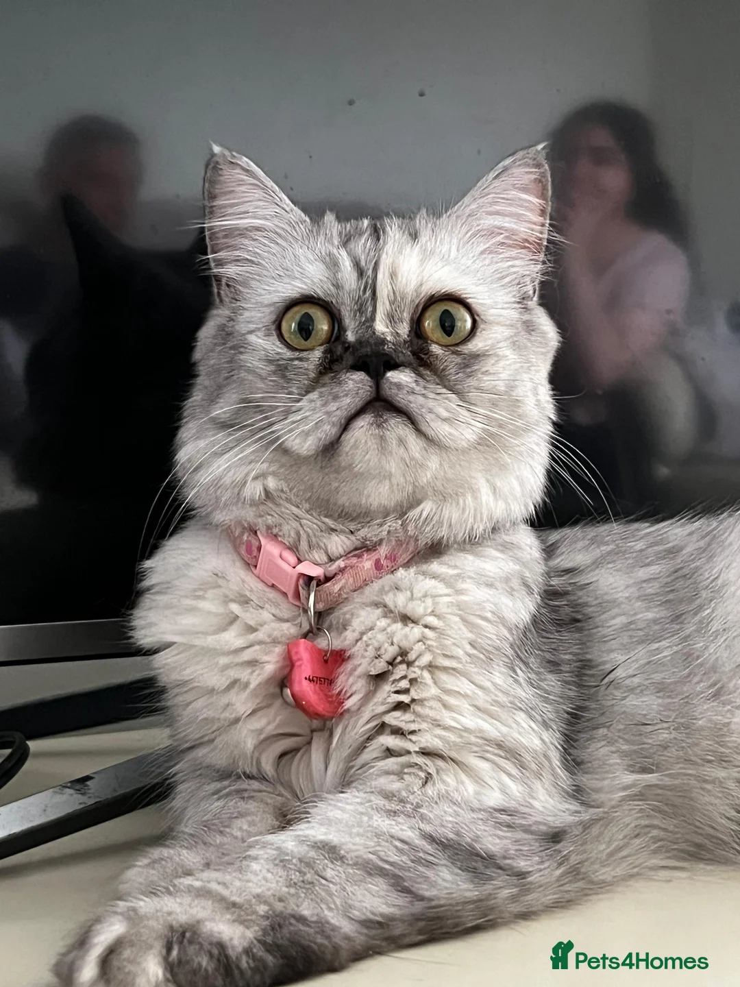 Persian cats for sale:  Beautiful White and grey Persian female cat - Advert 3