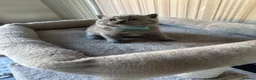 British Shorthair cats for sale: Full Pedigree British Blue Shorthair Kittens - Advert 5