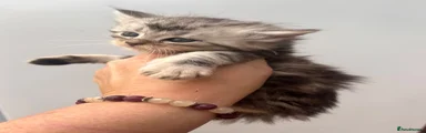 Maine Coon 5