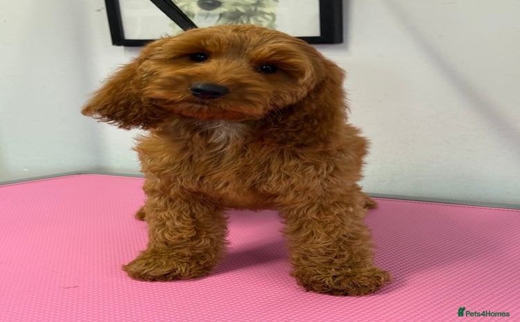 Cockapoo dogs - Advert 5
