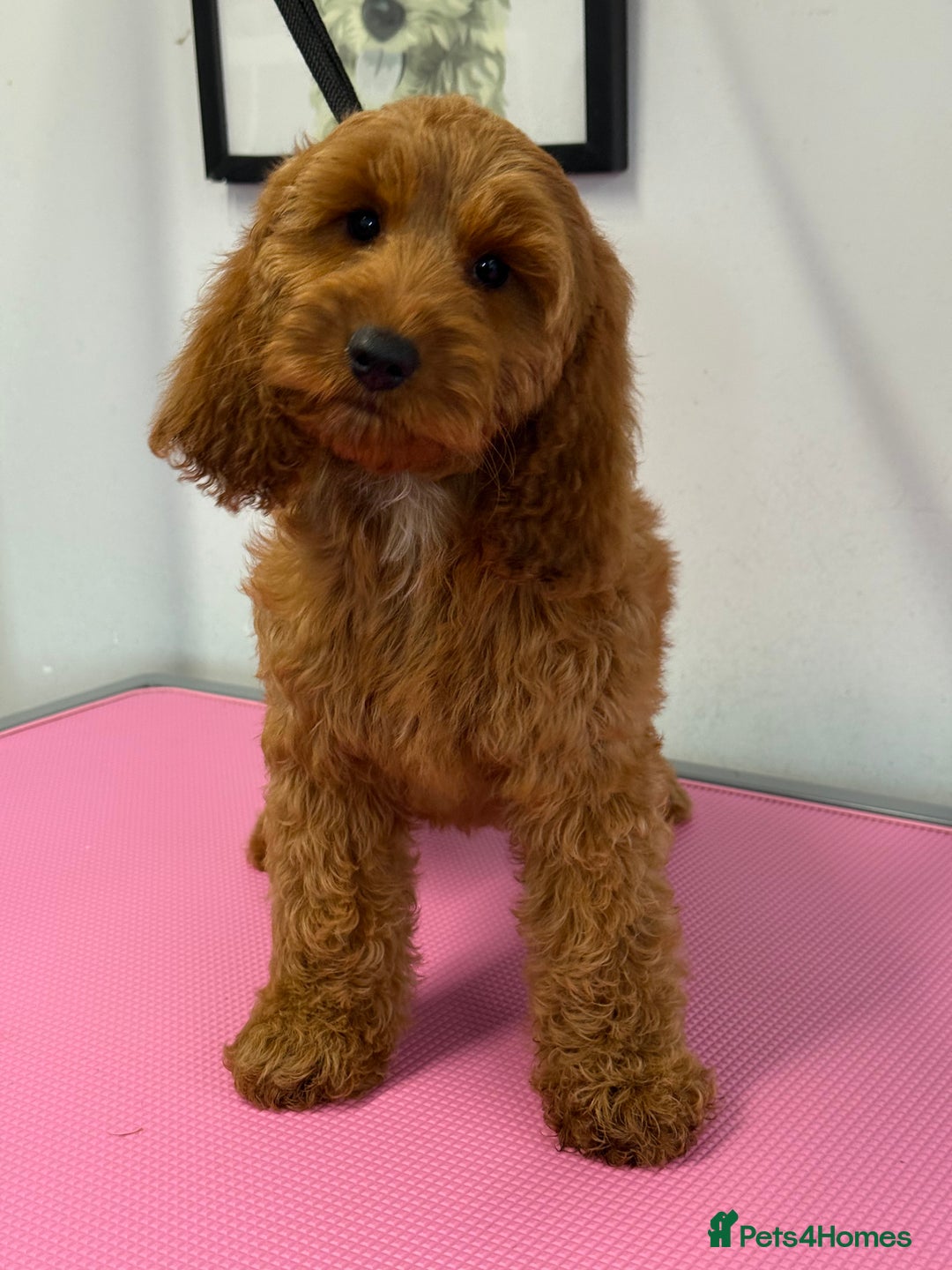 Cockapoo dogs for sale: F1 Show Cockapoo red Girl fully vaccinated  - Image 1