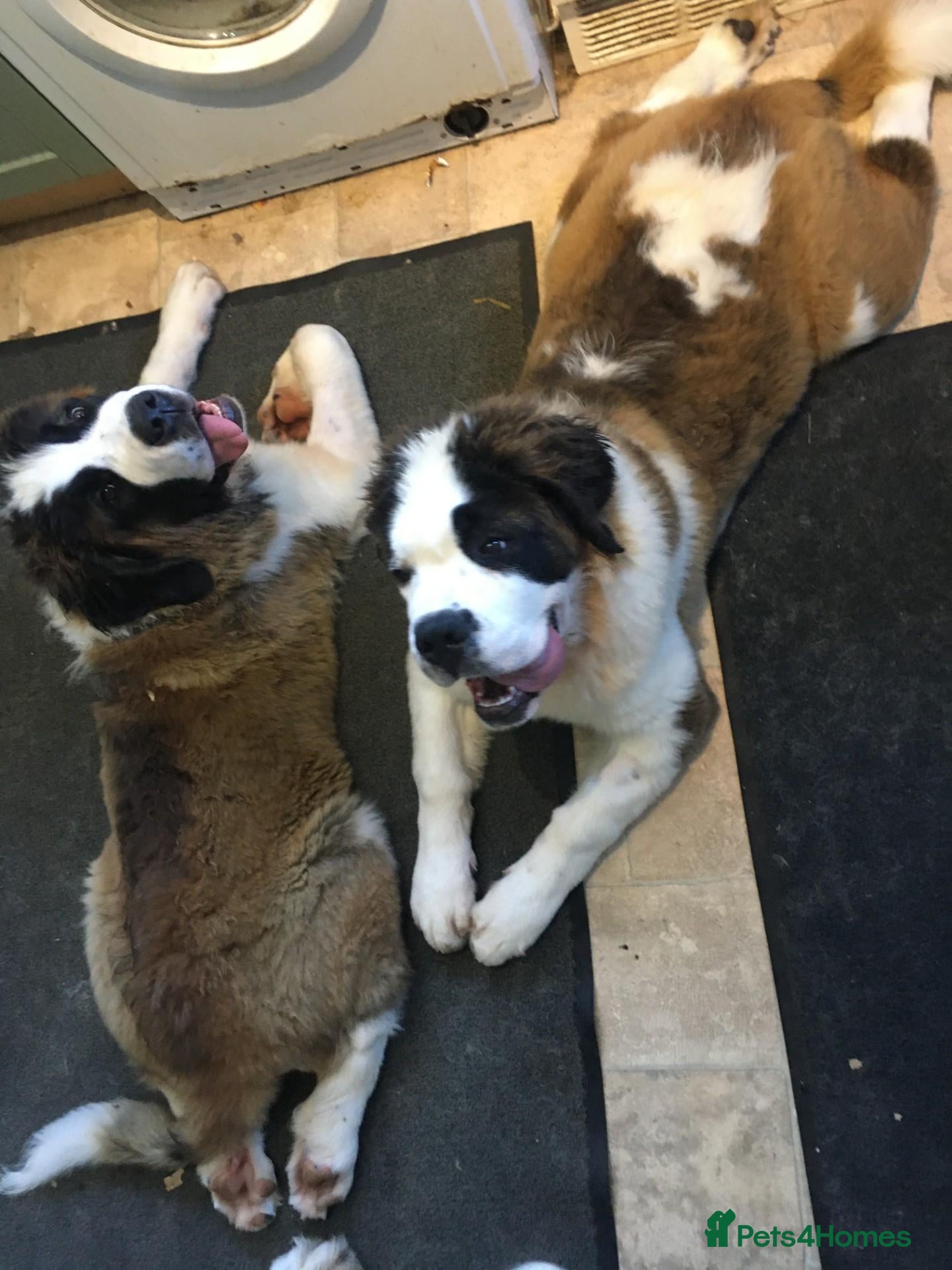 Saint Bernard dogs Rough Coated Pure St. Bernards - Advert 1