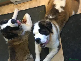 Saint Bernard dogs Rough Coated Pure St. Bernards - Advert 14