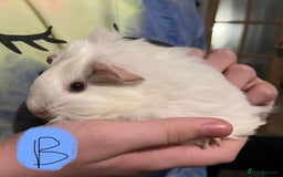 Guinea Pig rodents for sale: Baby guinea pigs - Image 2