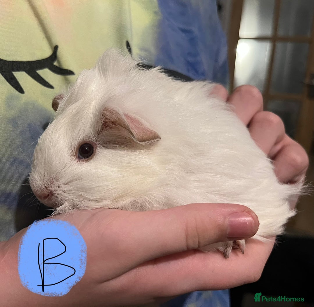 Guinea Pig rodents for sale: Baby guinea pigs - Image 2