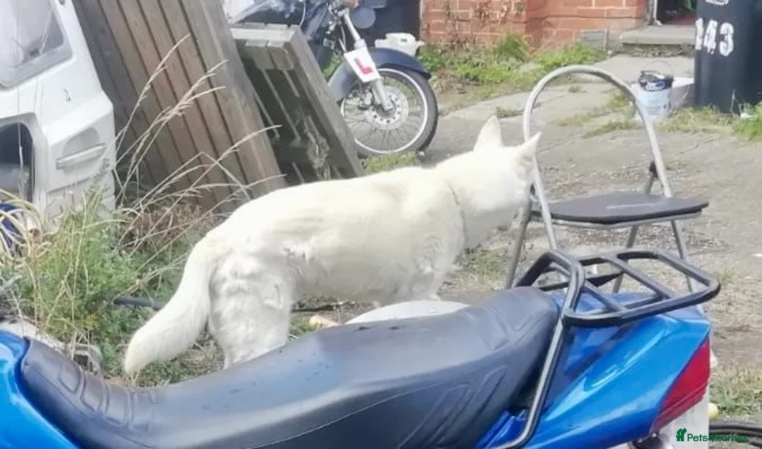 Mixed Breed dogs for sale: Loving Home (Brightlingsea) - Advert 4