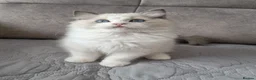 Ragdoll cats for sale: TICA registered ragdoll kittens  - Advert 10