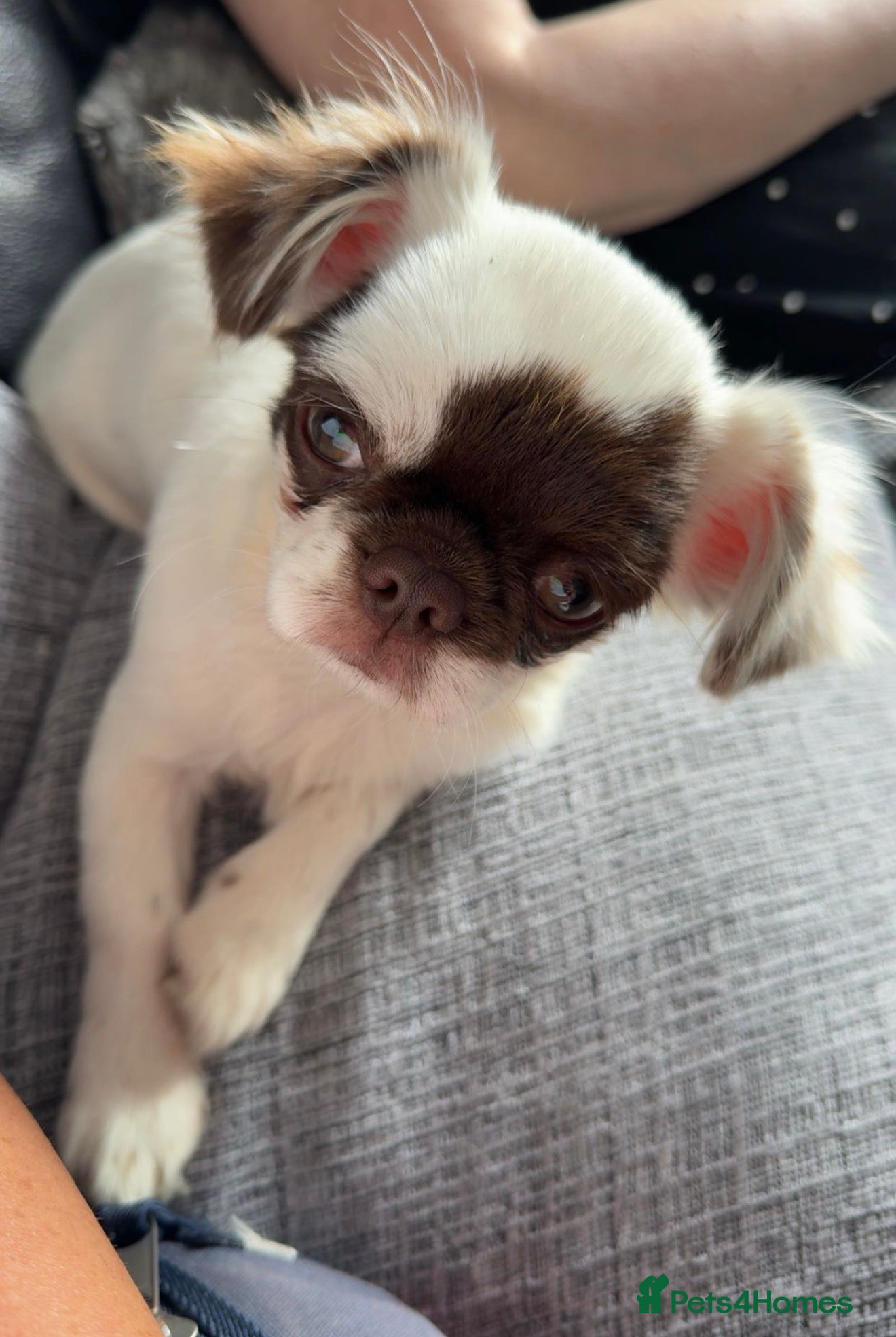 Chihuahua dogs Stunning litter of chihuahua puppies kc reg  - Advert 1