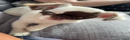 Chihuahua dogs for sale: Stunning litter of chihuahua puppies kc reg  - Advert 1