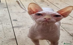 Sphynx cats for sale: Sweet & Sensitive Sphynx Seeks Loving Patient Home - Image 8