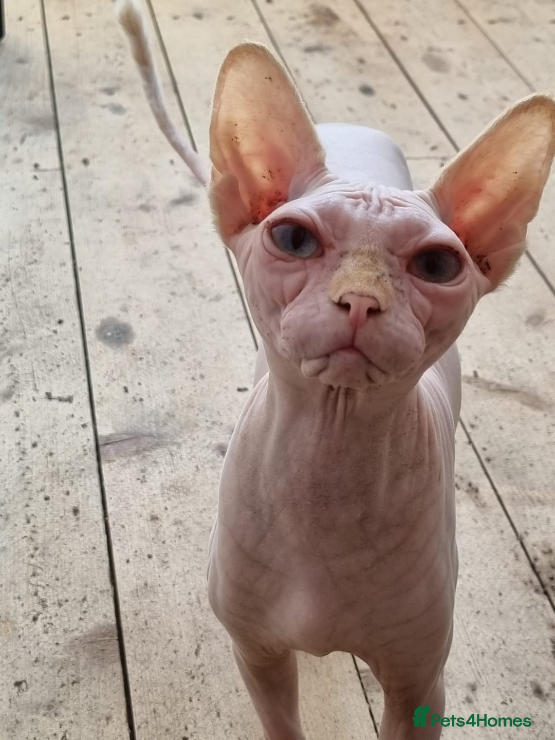 Sphynx cats for sale: Sweet & Sensitive Sphynx Seeks Loving Patient Home - Image 8