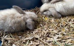Mini Lop rabbits for sale: Pure bred mini lop rabbits - Image 4