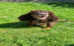 Cockapoo dogs for sale: Beautiful F1 Cockapoos - Image 19