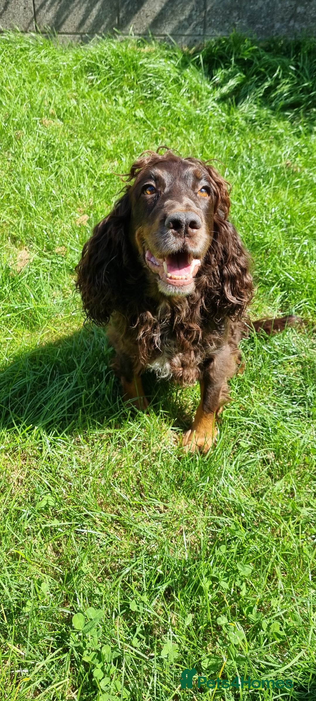 Cockapoo dogs for sale: Beautiful F1 Cockapoos - Image 19