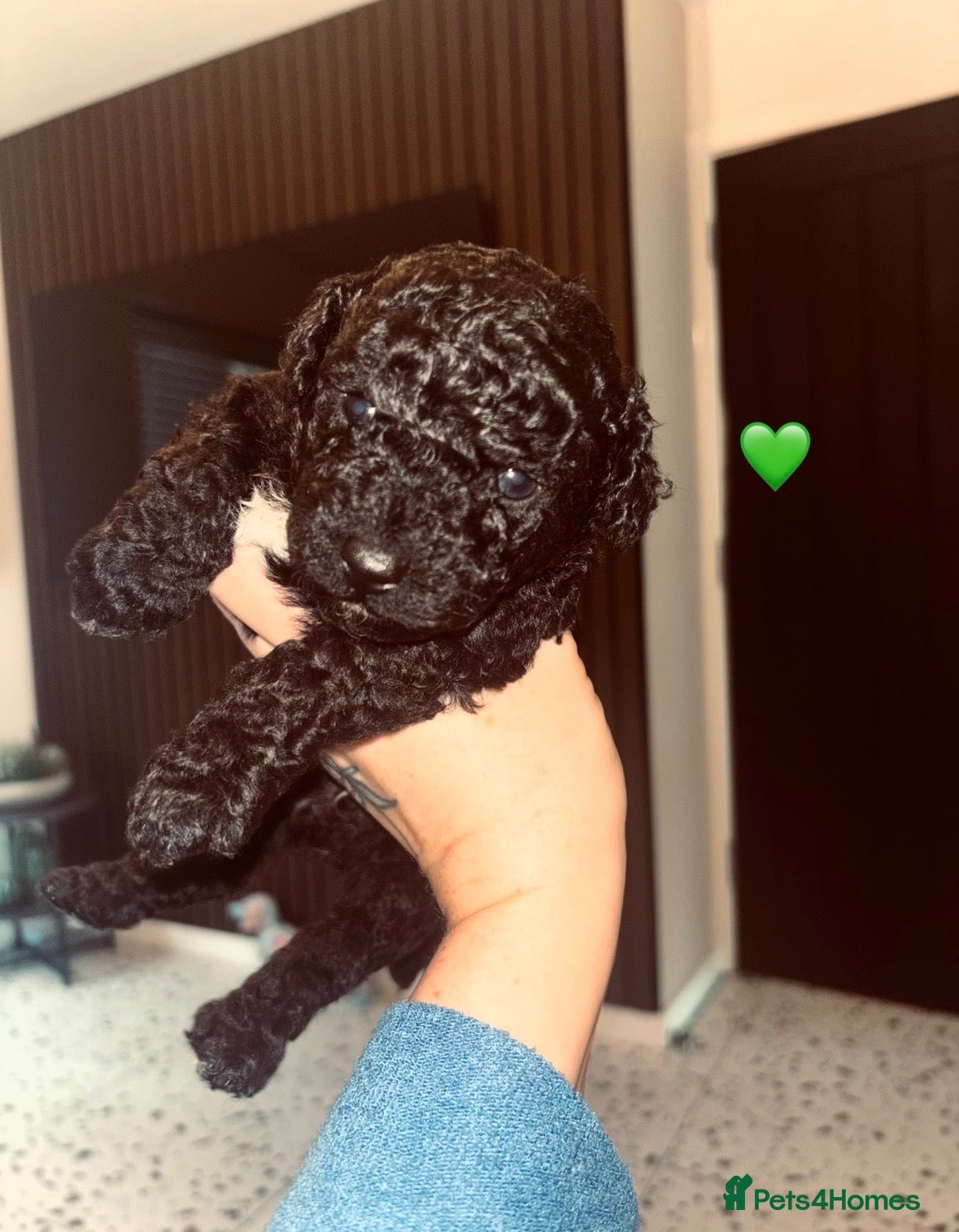 Cavapoo dogs Tiny f1bb Toy Cavapoos 🖤 - Advert 1