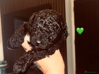 Cavapoo dogs Tiny f1bb Toy Cavapoos 🖤 - Advert 12