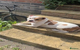 Mixed Breed dogs for sale: Looking to Rehome My Beautiful Girl, Lola - 2 yrs - Image 9
