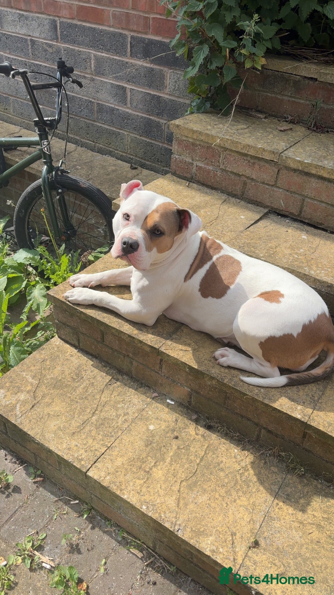 Mixed Breed dogs for sale: Looking to Rehome My Beautiful Girl, Lola - 2 yrs - Image 9