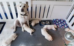Labrador Retriever dogs for sale: KC Registered Chunky Show Type Puppies. - Image 7
