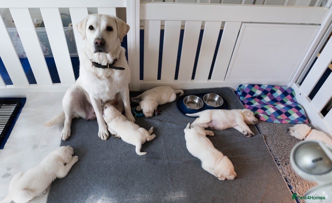 Labrador Retriever dogs for sale: KC Registered Chunky Show Type Puppies. - Image 7