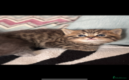 British Shorthair cats for sale: British shorthair kittens ready to leave now!! - Image 7