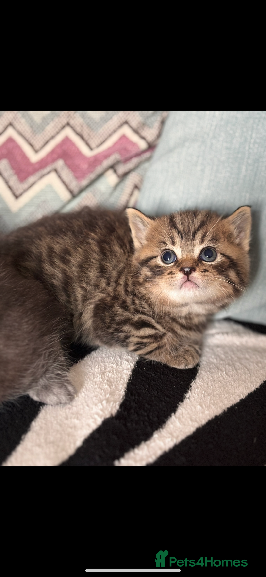 British Shorthair cats for sale: British shorthair kittens ready to leave now!! - Image 7
