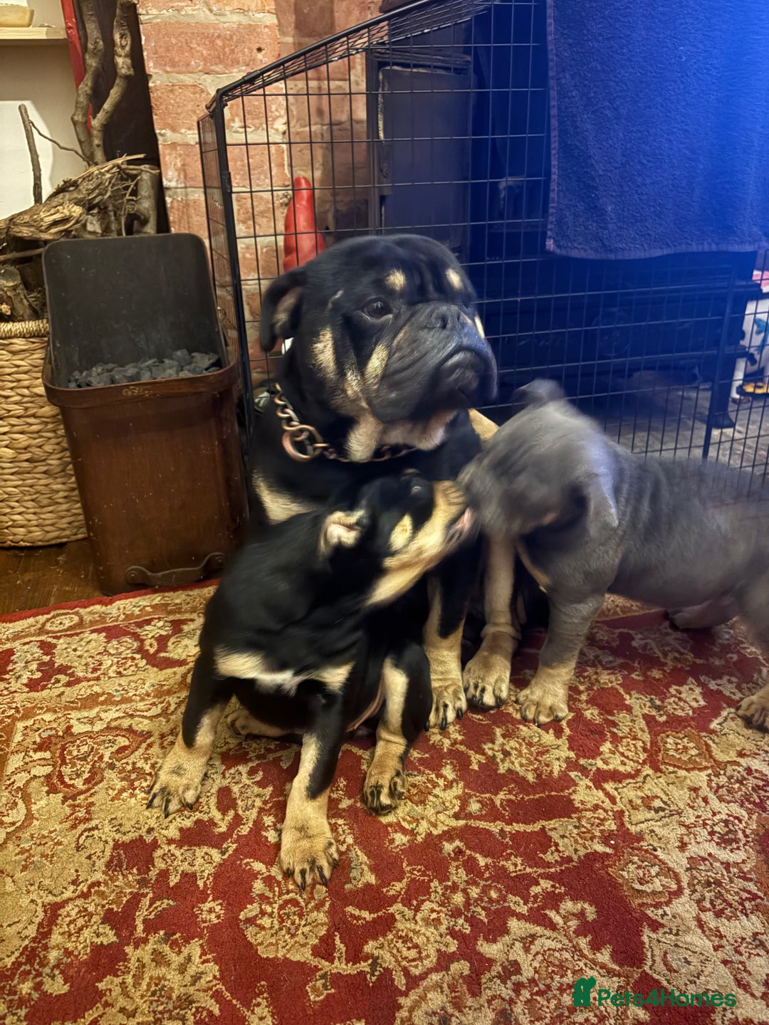 English Bulldog dogs for sale: English Bulldogs - Advert 5