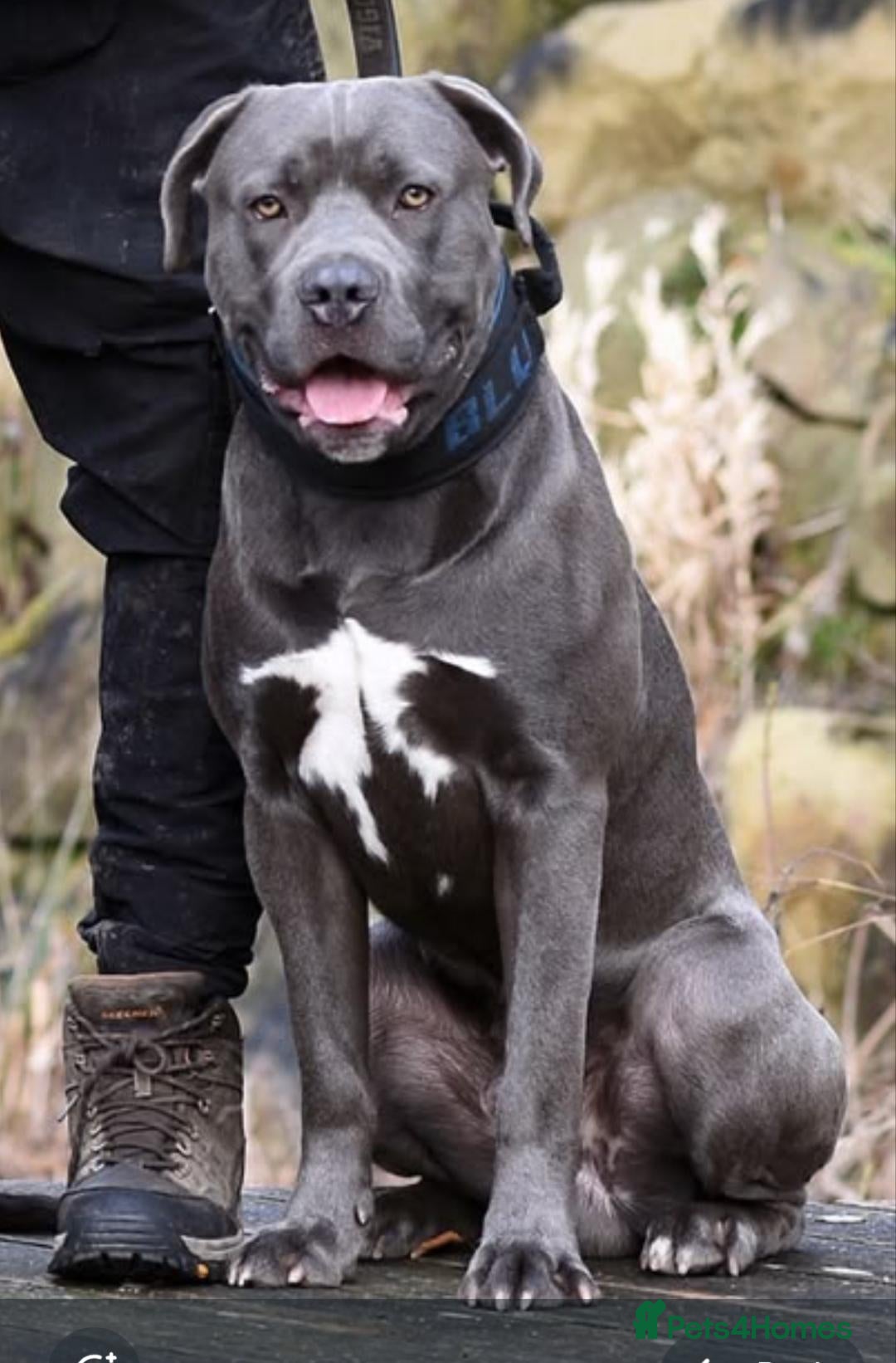 Mixed Breed dogs Beautiful Cane corso X Puppies  - Advert 22