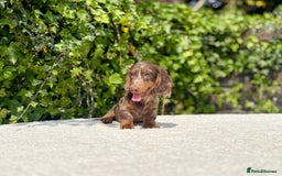 Miniature Dachshund dogs for sale: Long Haired Miniature Dachshunds - READY NOW! - Image 11