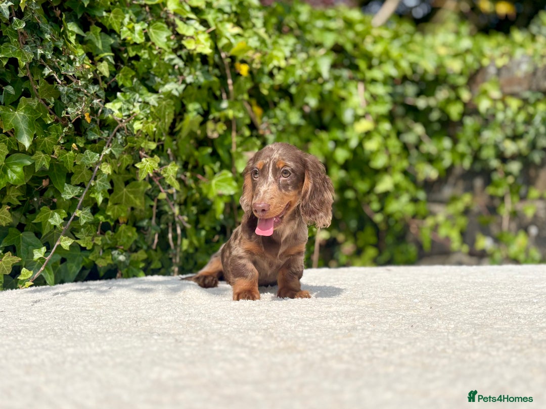 Miniature Dachshund dogs for sale: Long Haired Miniature Dachshunds - READY NOW! - Image 11