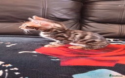 Bengal cats for sale: Pedigree Bengal Kittens - Image 12