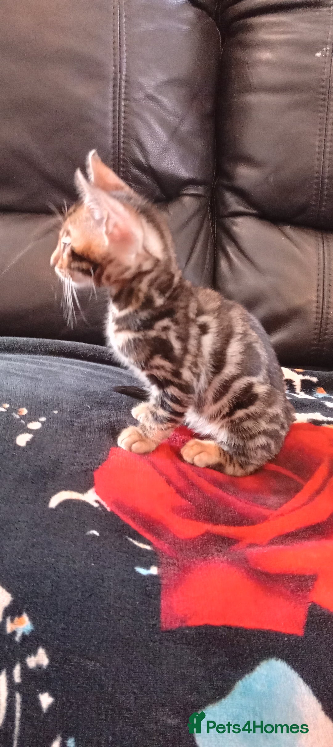 Bengal cats for sale: Pedigree Bengal Kittens - Image 12