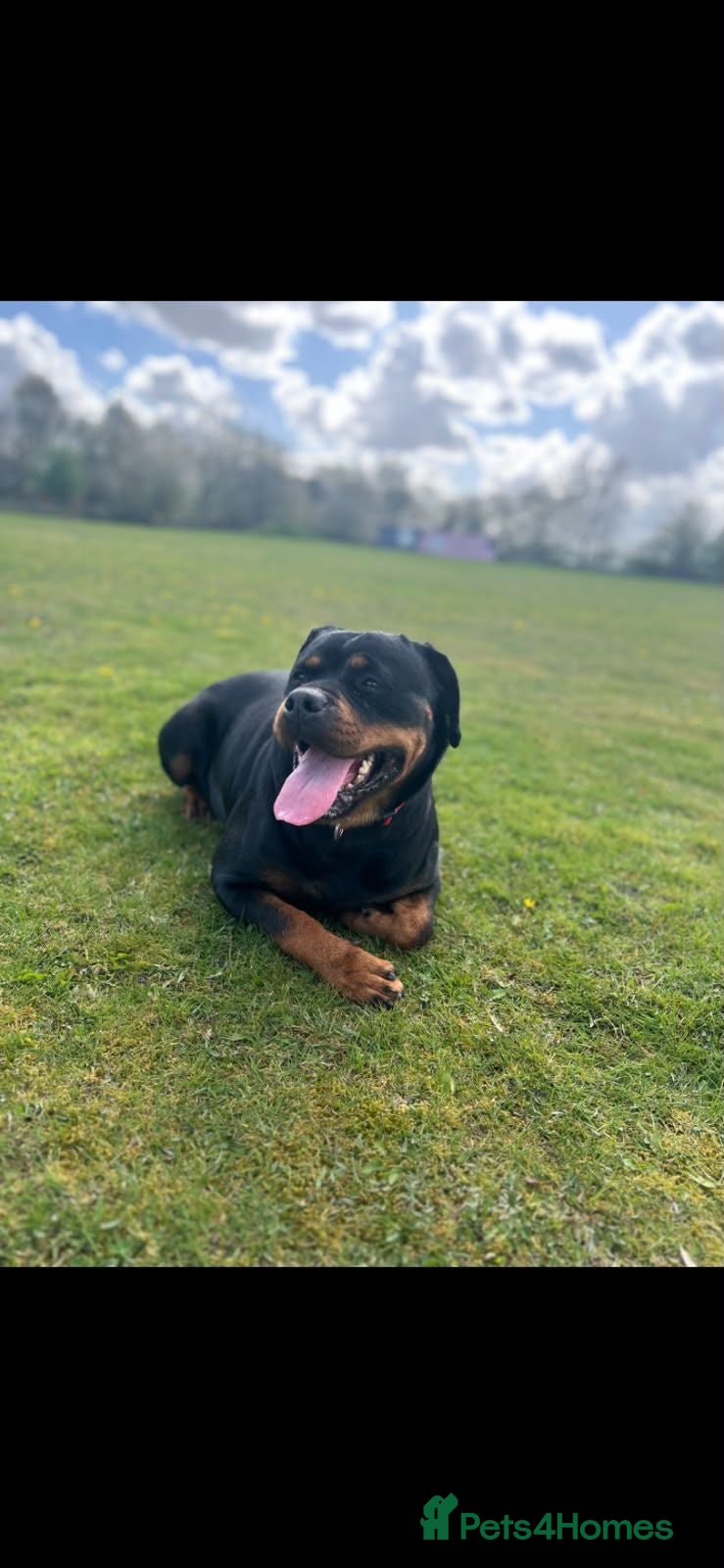 Rottweiler dogs KC Registered Rottweiler Puppies 4 Beautiful Males - Advert 1