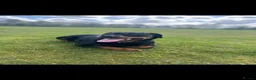 Rottweiler dogs for sale: KC Registered Rottweiler Puppies 4 Beautiful Males in Gainsborough - Advert 1