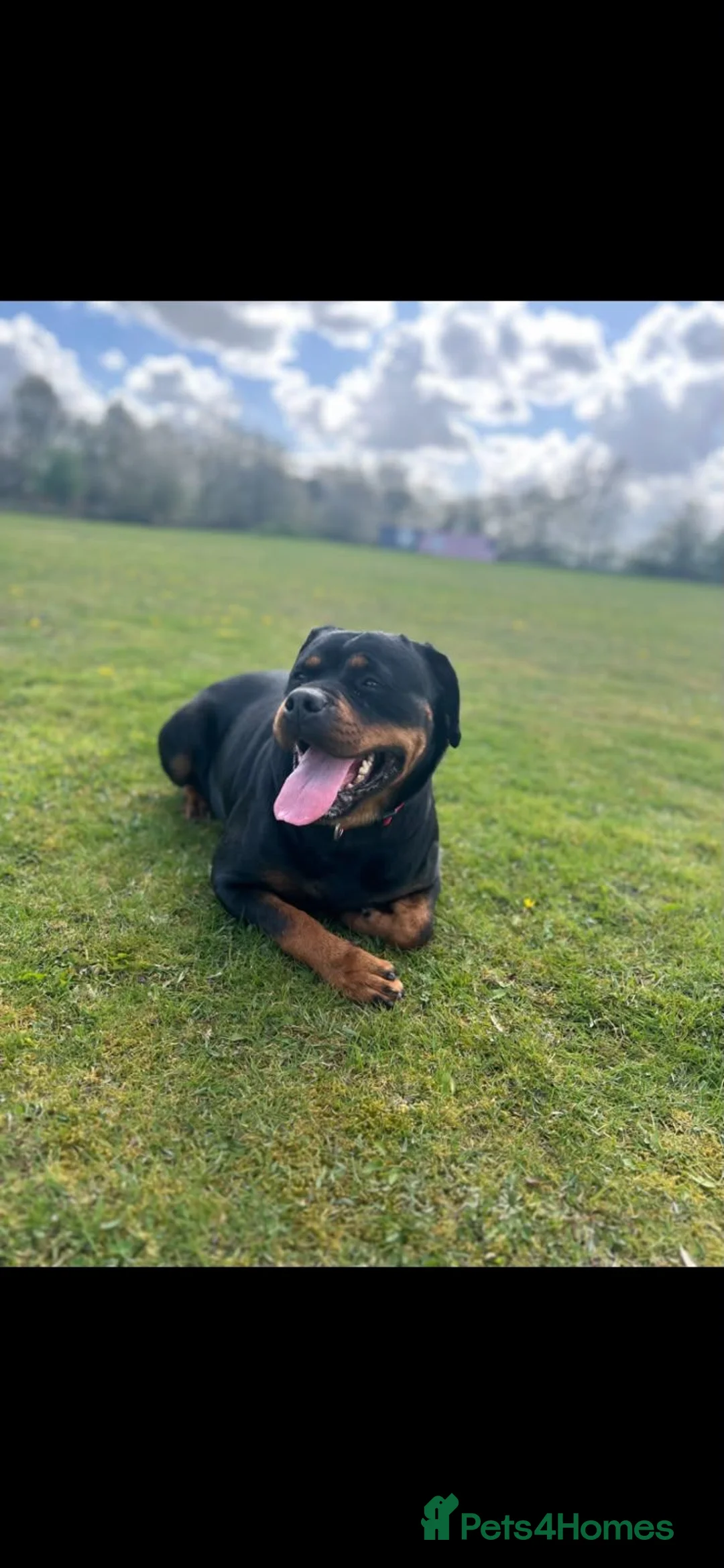 Rottweiler dogs for sale: KC Registered Rottweiler Puppies 4 Beautiful Males in Gainsborough - Advert 1